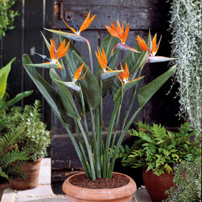 Verkauf Paradiesvogelblume Strelitzie - Strelitzia reginae humilis