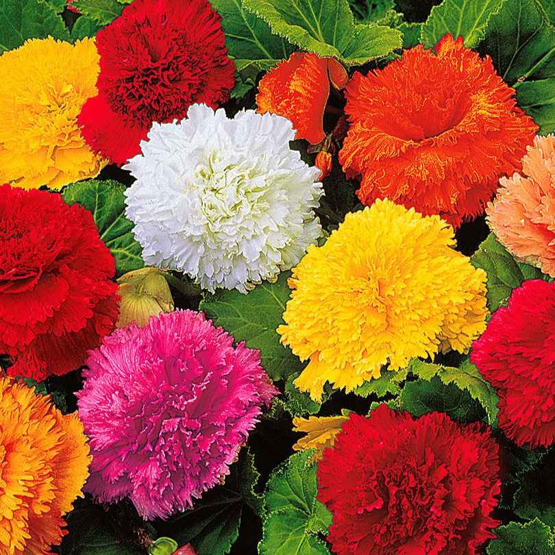 Gefranste Begonien 'Fimbriata' (x10) - Willemse