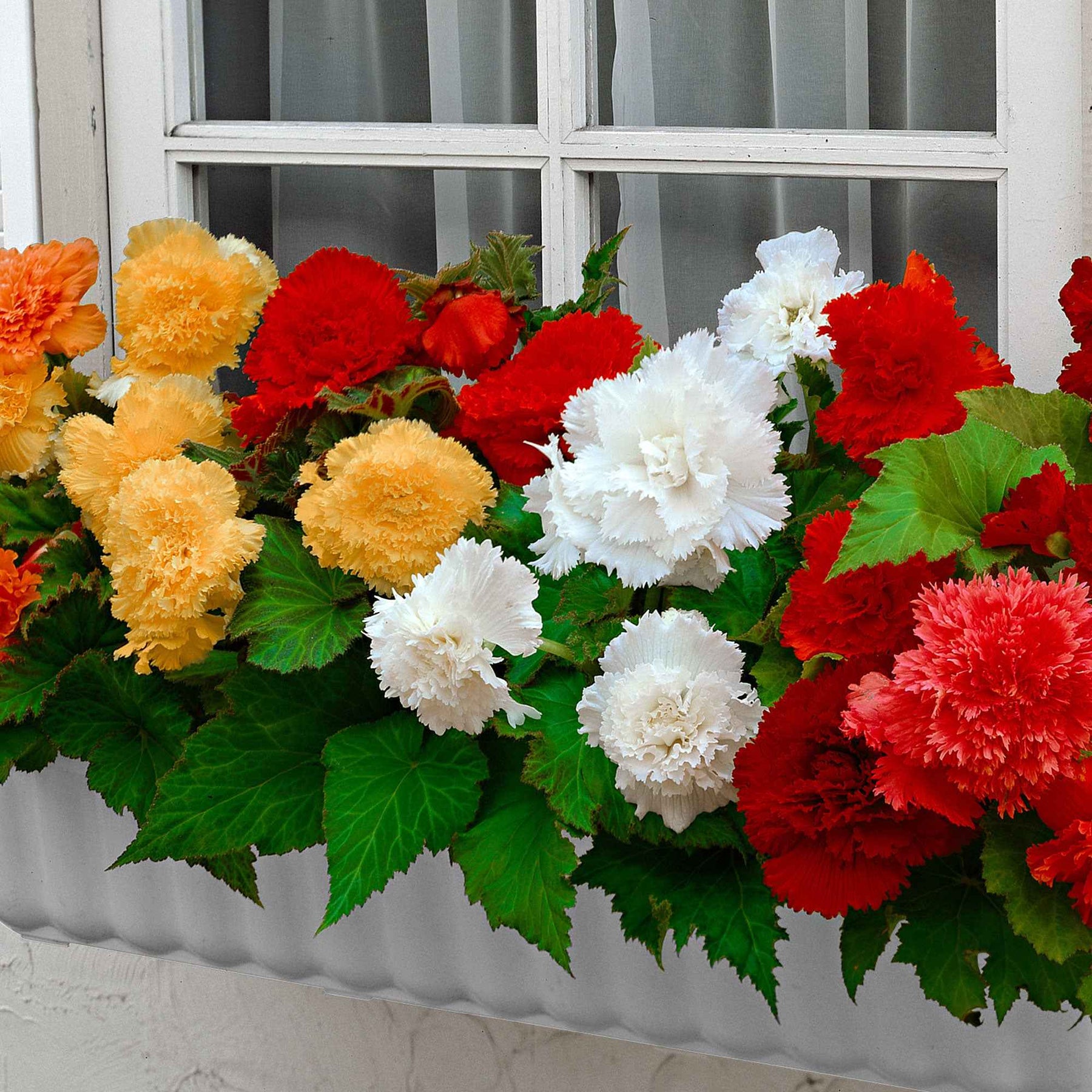 Gefranste Begonien 'Fimbriata' (x10) - Begonia fimbriata - Willemse