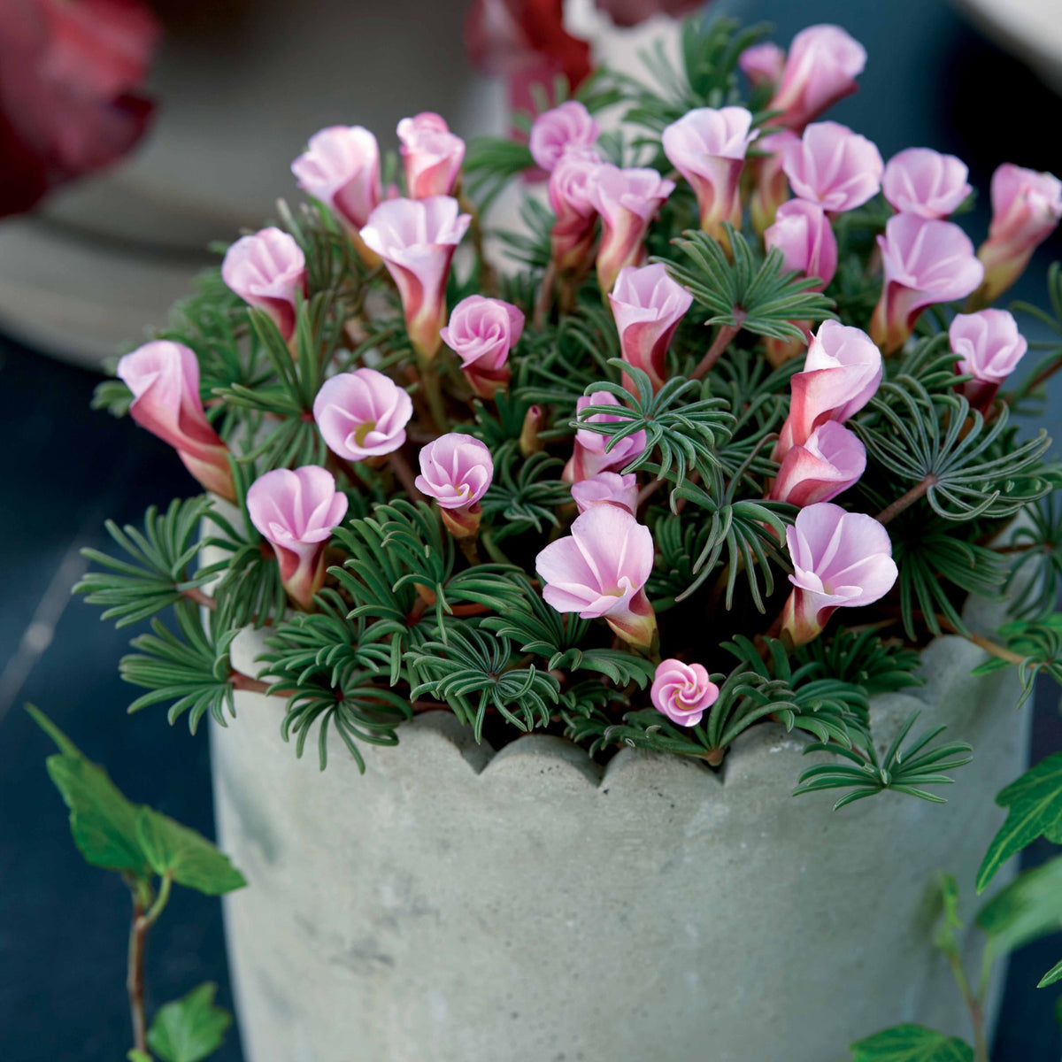 Sauerklee 'Autumn Pink' (x5) - Oxalis autumn pink