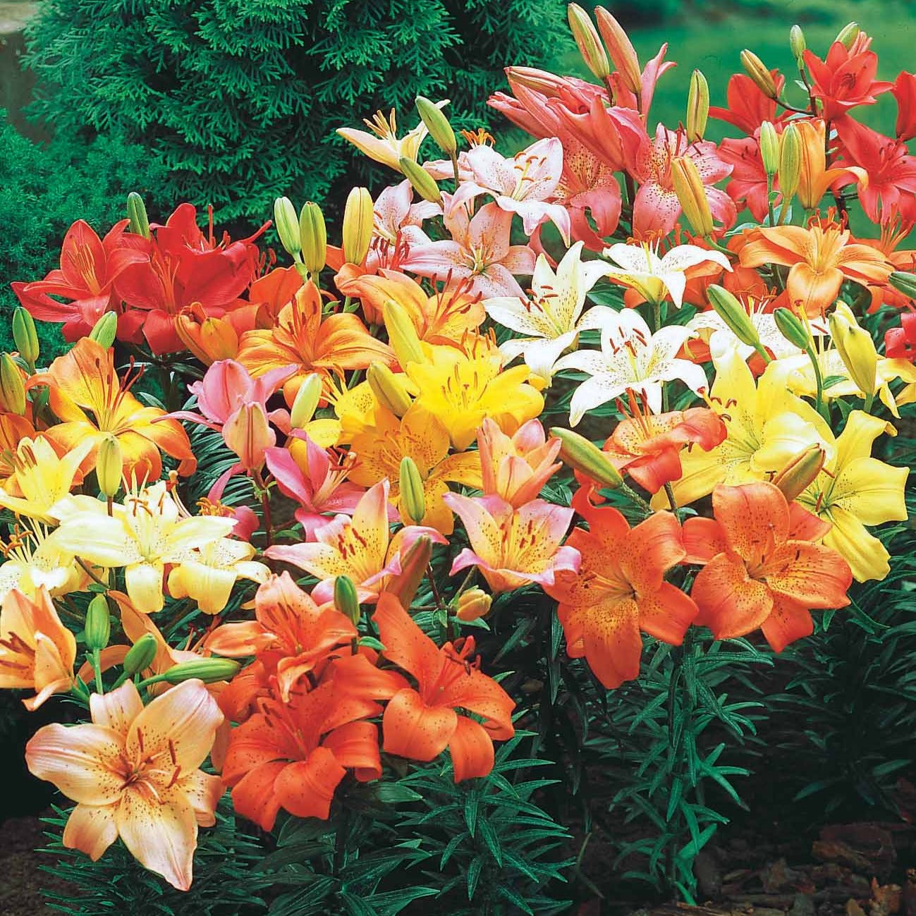 Lilien-Zwiebeln - Asiatische Lilie 'Mid-Century' - Lilium mid-century