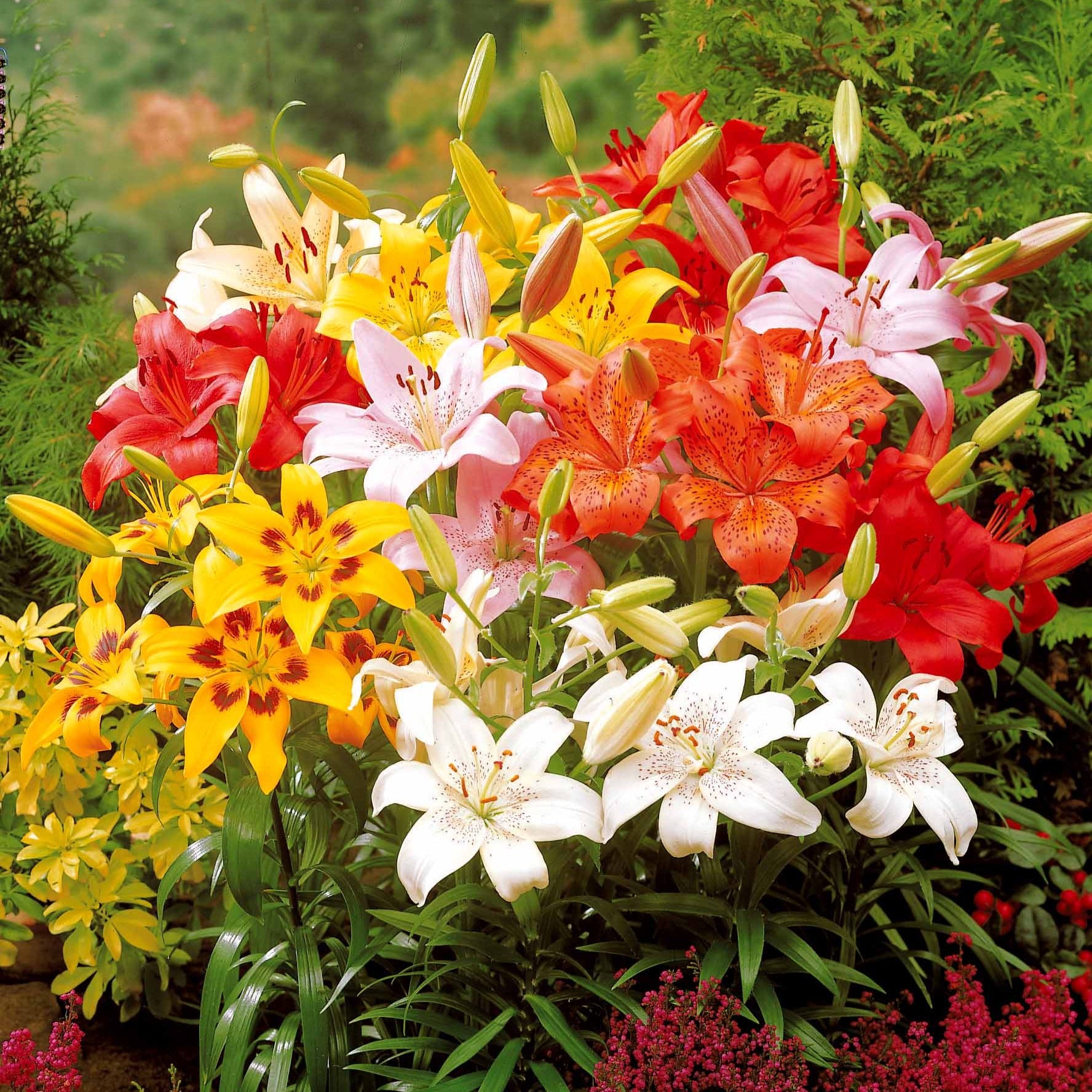 Lilium mid-century - Asiatische Lilie 'Mid-Century' - Lilien-Zwiebeln