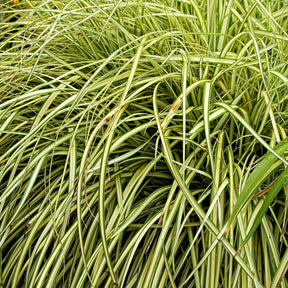 Carex - Japan-Segge ‘Evergold’ - Carex oshimensis evergold