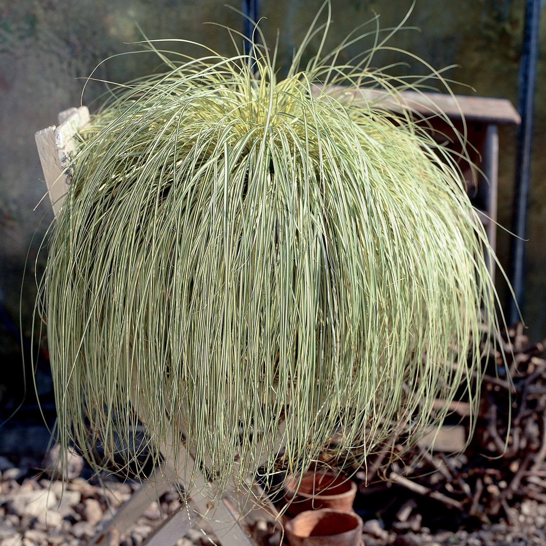 Verkauf Japan-Segge ‘Evergold’ - Carex oshimensis evergold