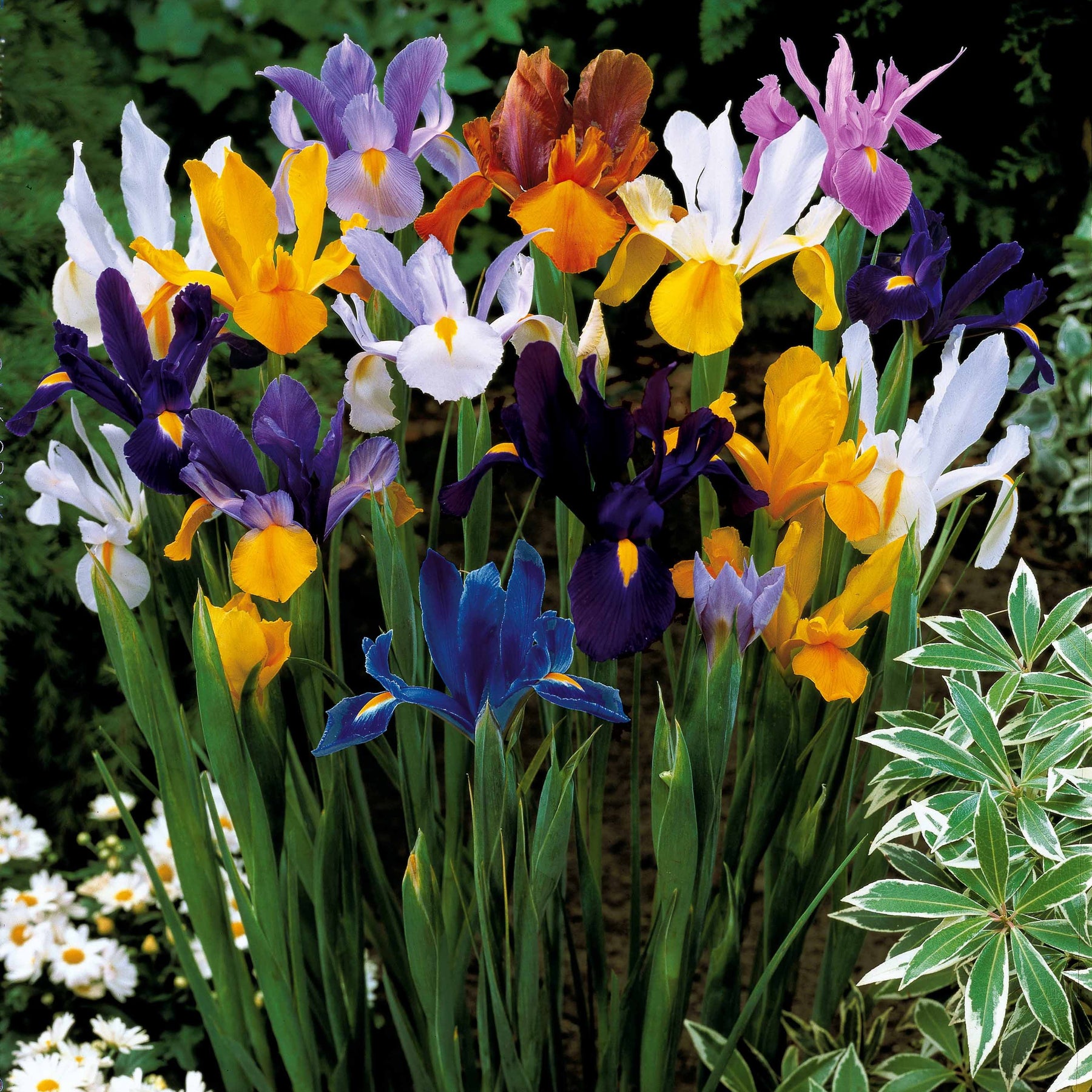 Holländische Iris Mischung 'Dutch Garden' (x50) - Iris hollandica - Blumenzwiebeln Frühlingsblüher