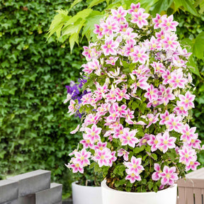Clematis 'Piilu'