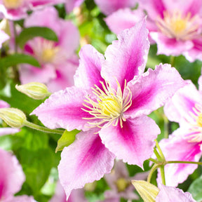 Clematis 'Piilu' - Clematis patens Piilu - Willemse