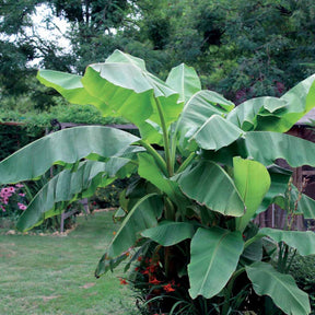 Musa basjoo - Bananenpflanze Musa basjoo - Balkonblumen