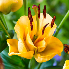 Asiatische Lilie 'Apricot Fudge' (x3) - Willemse