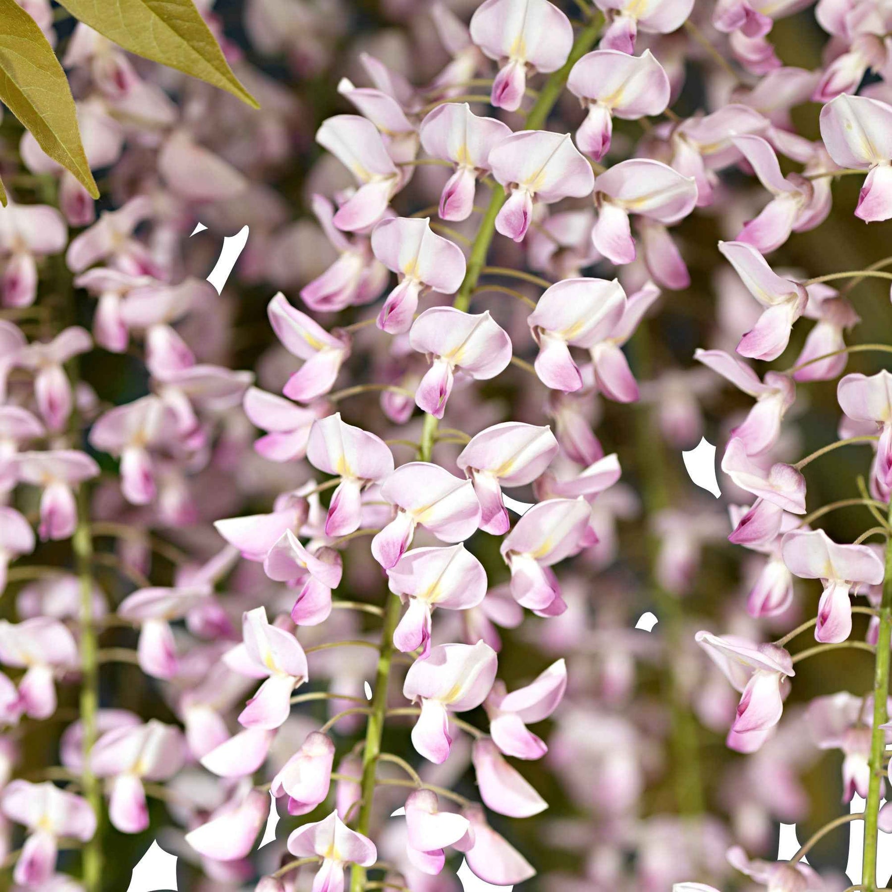 Japanischer Blauregen 'Rosea' - Wisteria sinensis Rosea - Willemse
