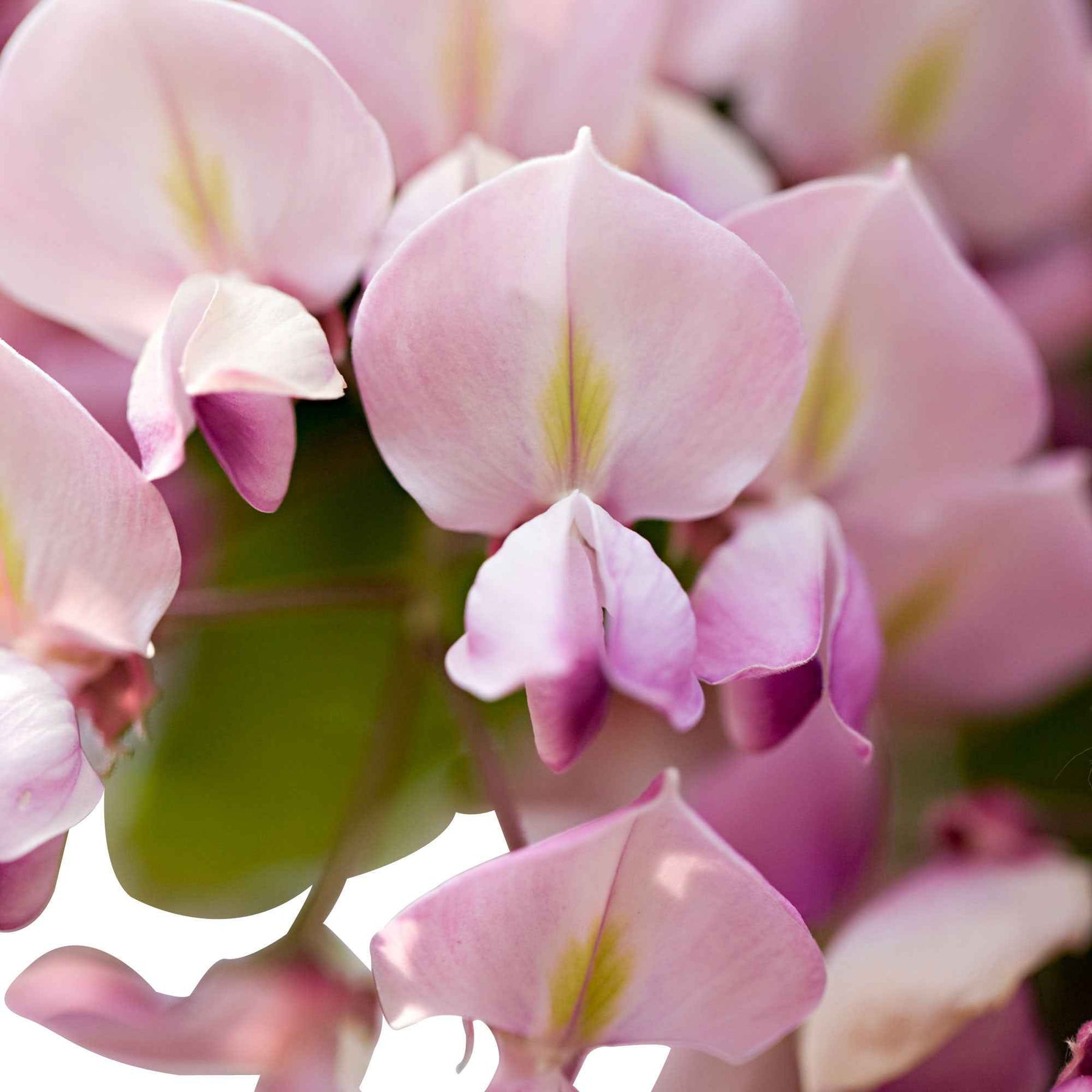 Glyzinien - Japanischer Blauregen 'Rosea' - Wisteria sinensis Rosea