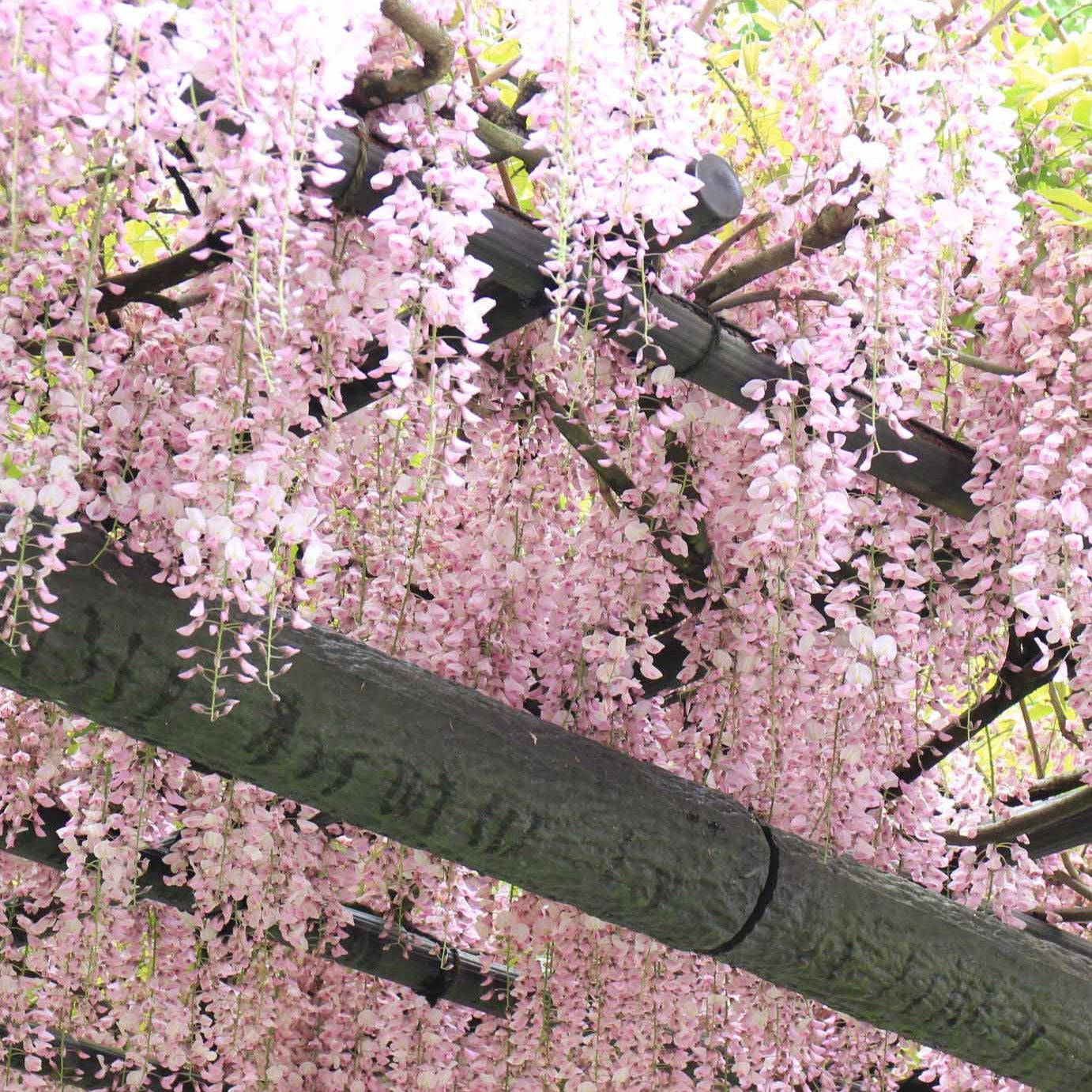 Wisteria sinensis Rosea - Japanischer Blauregen 'Rosea' - Glyzinien