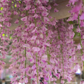 Verkauf Japanischer Blauregen 'Rosea' - Wisteria sinensis Rosea