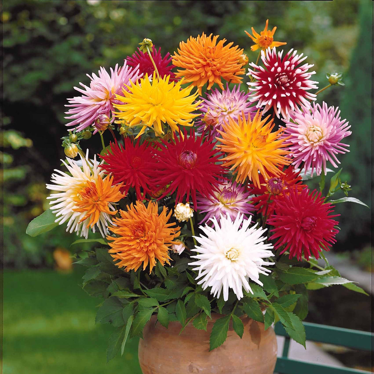 Dahlie Mischung 'Cactus' (x10) - Dahlia cactus - Willemse