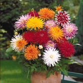 Dahlie Mischung 'Cactus' (x10) - Dahlia cactus - Willemse