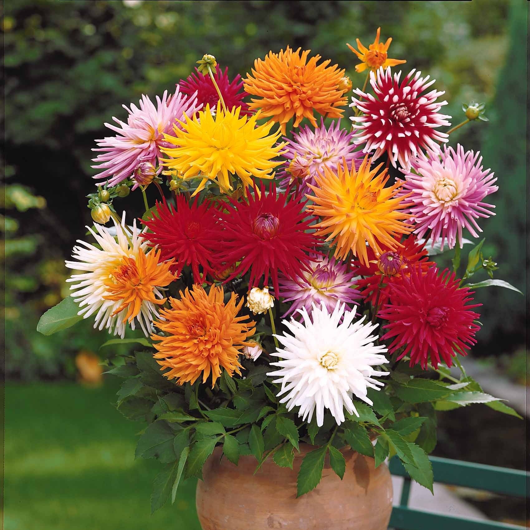 Dahlie Mischung 'Cactus' (x10) - Dahlia cactus - Willemse