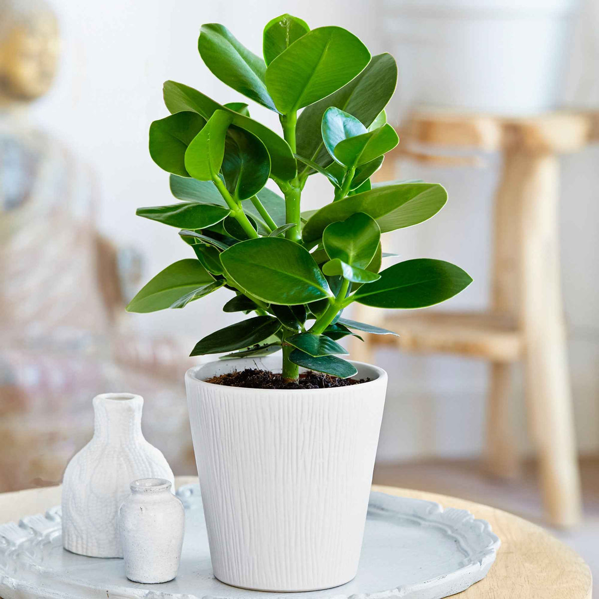 Balsamapfel 'Princess' - Willemse