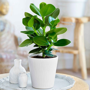 Balsamapfel 'Princess' - Willemse