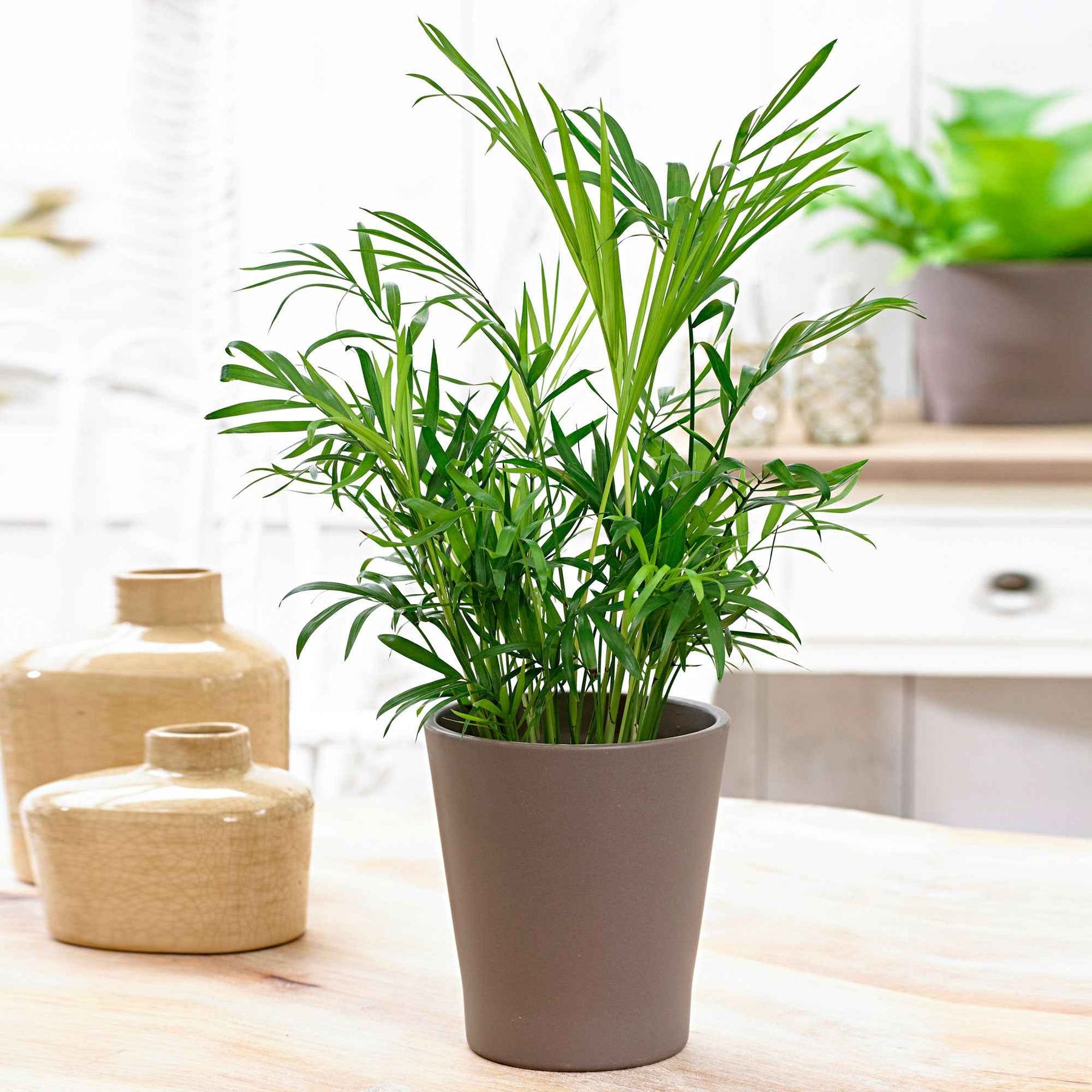 Bergpalme - Chamaedorea elegans - Willemse