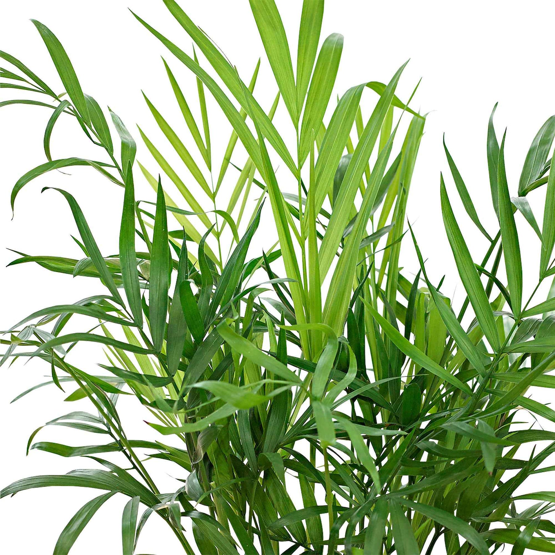 Zimmerpalmen - Bergpalme - Chamaedorea elegans