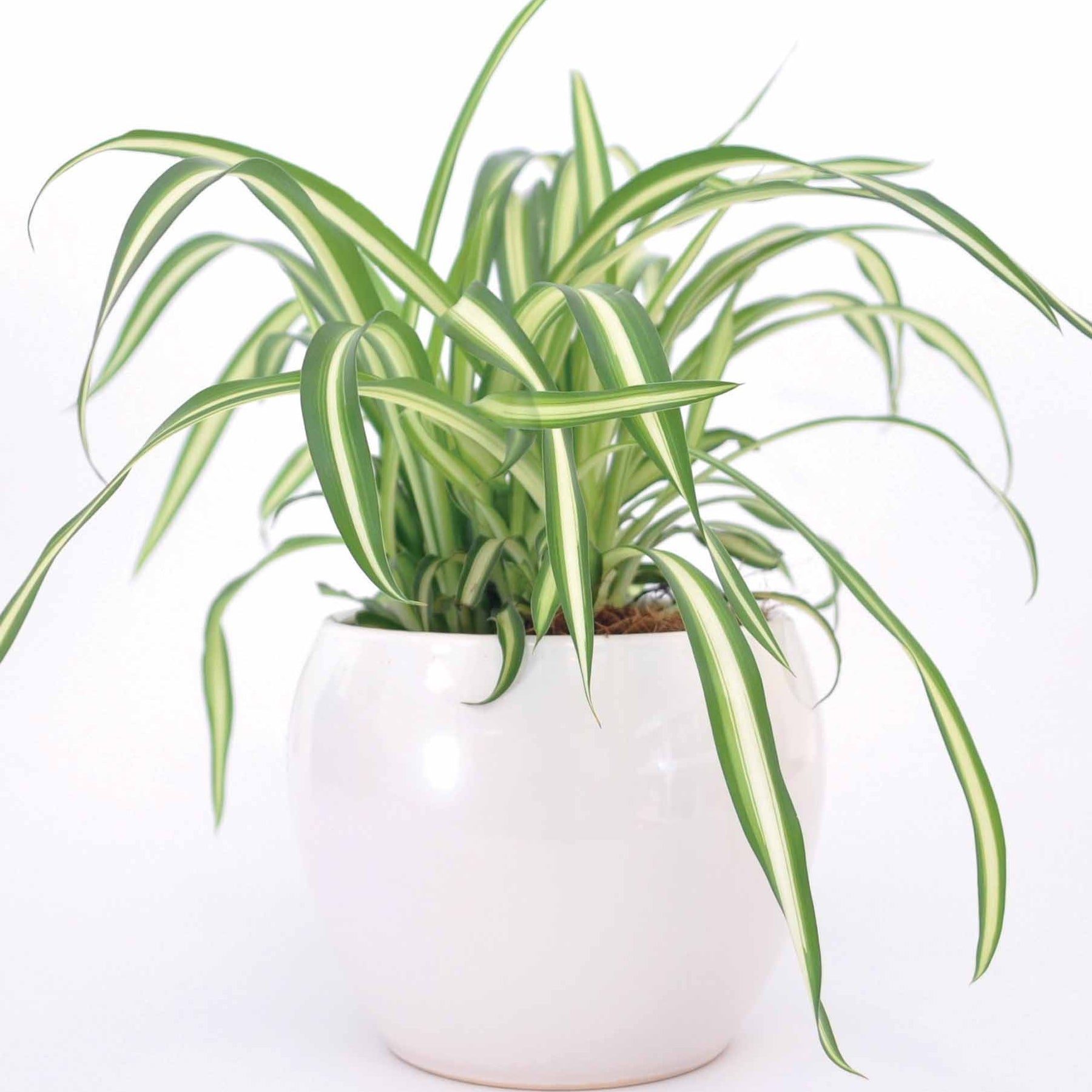 Grünlilie Chlorophytum 'Atlantic' - Chlorophytum comosum atlantic