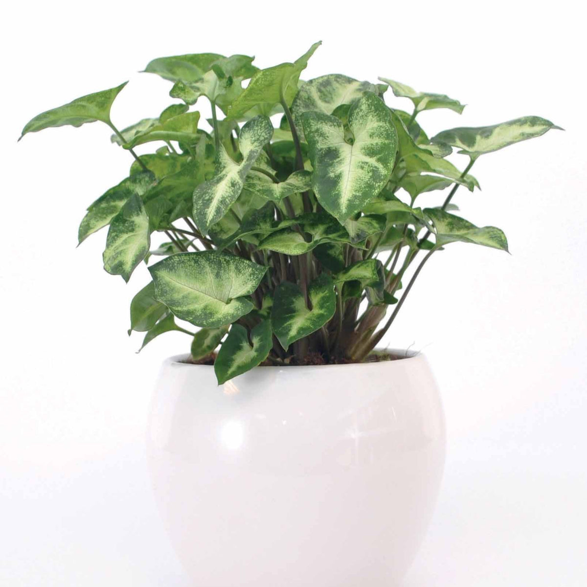 Purpurtute 'Pixie' - Syngonium pixie