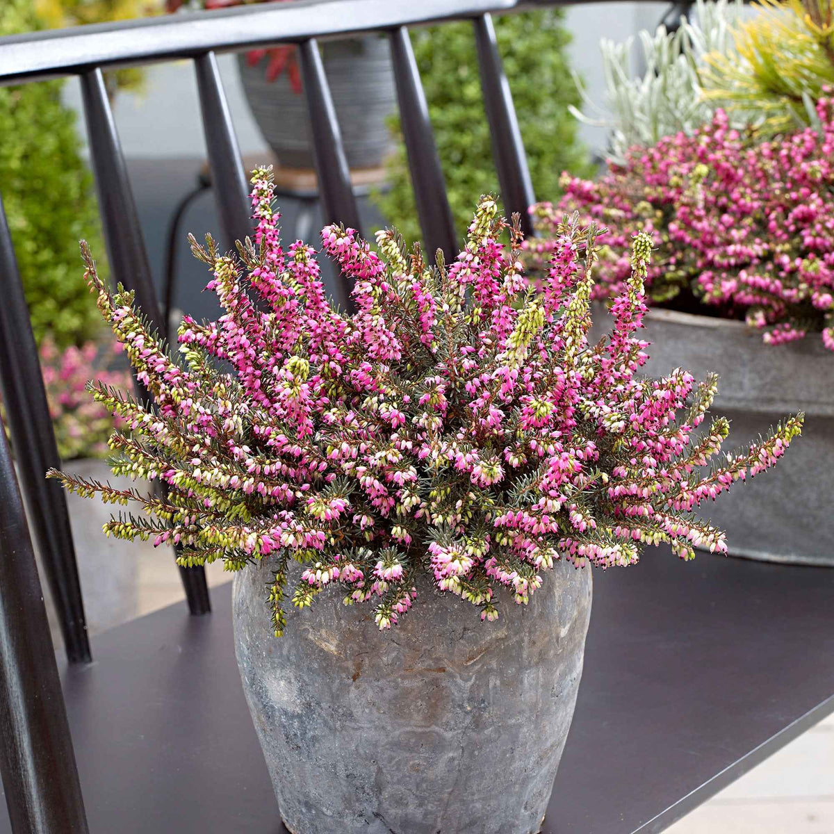 Winterheide 'Kramer's Rote' - Willemse