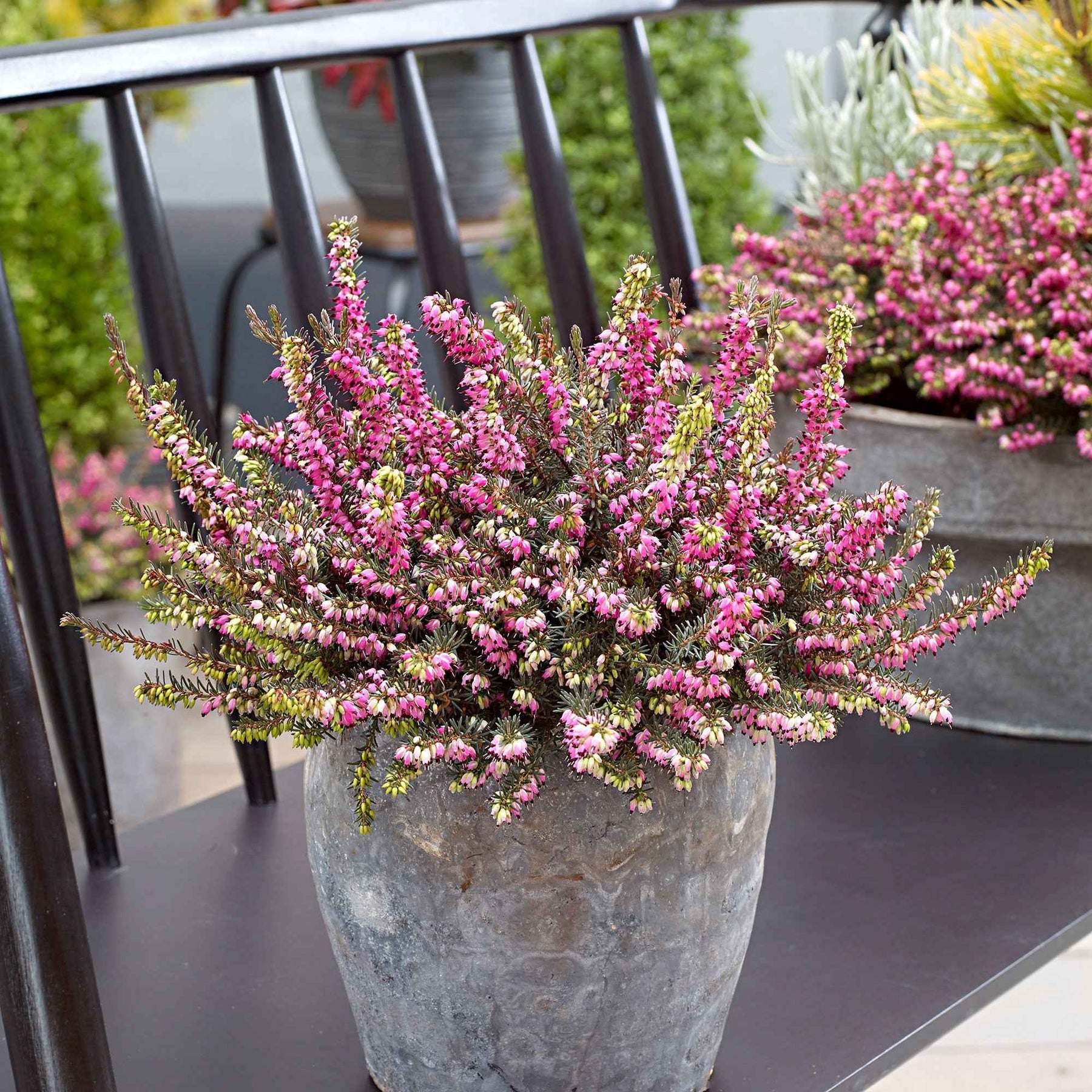 Winterheide 'Kramer's Rote' - Willemse