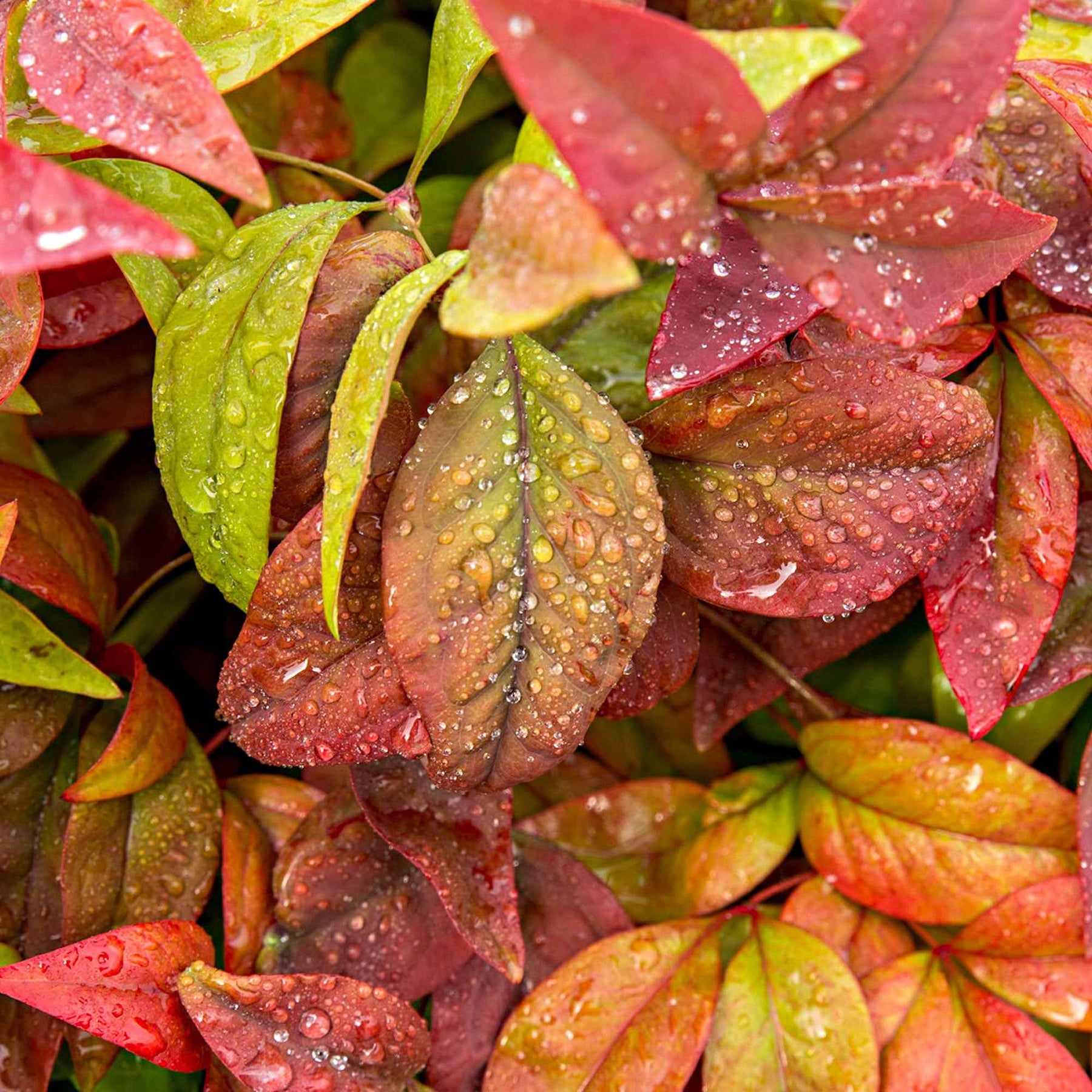 Himmelsbambus 'Blush Pink' - Nandina domestica Aka Blush Pink - Willemse