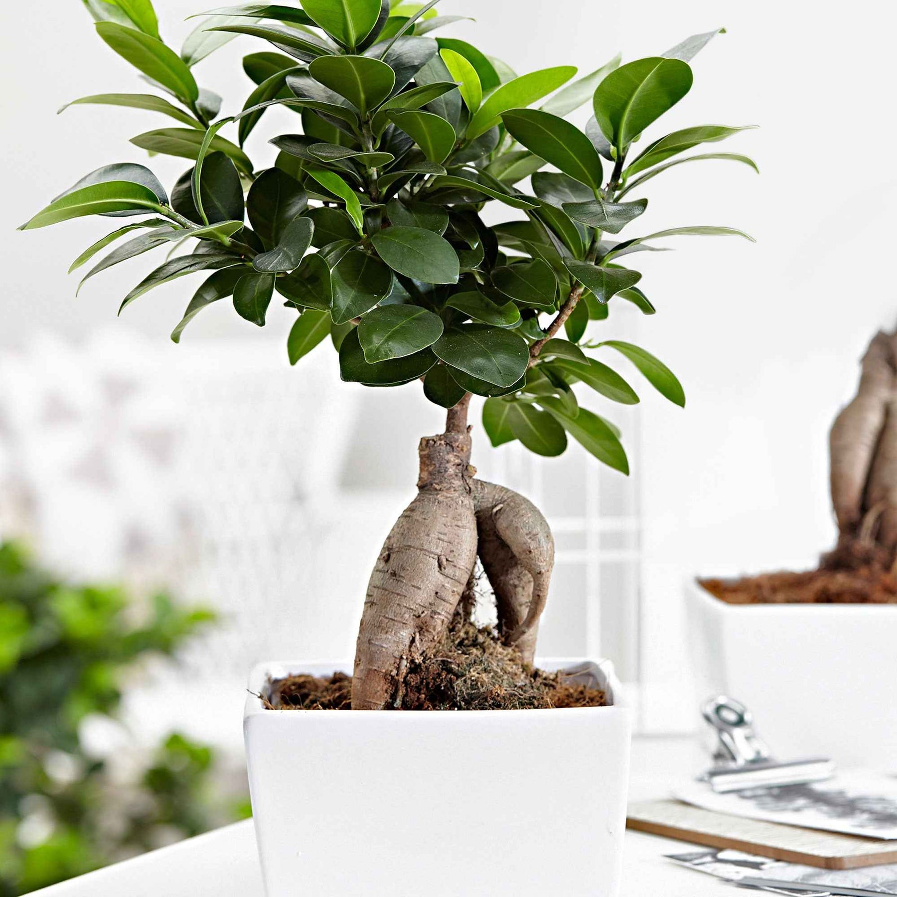 Bonsai Ficus 'Ginseng' - Willemse
