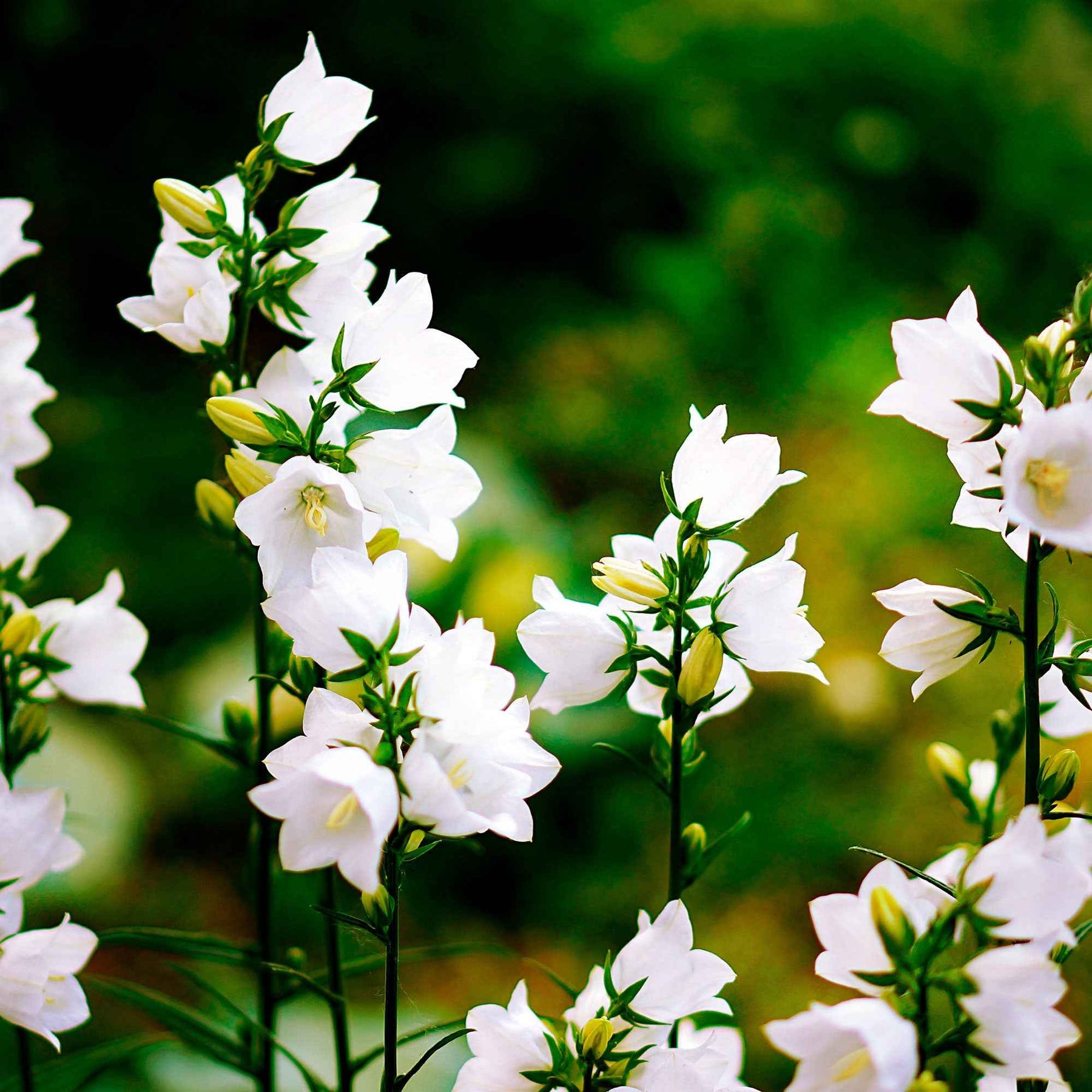 Campanula carpatica alba - Karpaten-Glockenblume 'Alba' - Glockenblumen