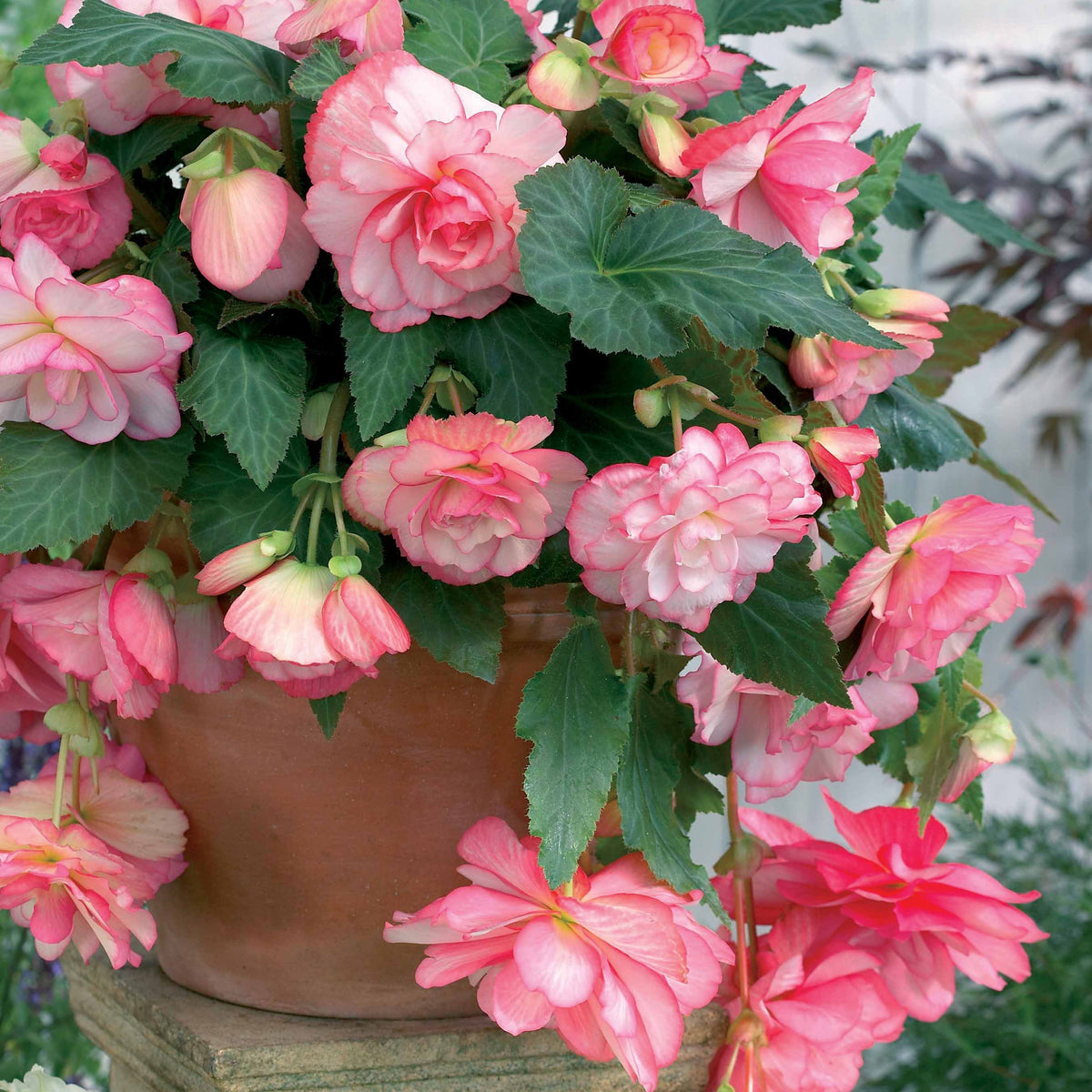 Begonie 'Cascade Florence' (x3) - Begonia - Willemse