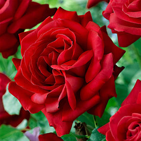 Rosa dame de cœur, rosa queen of hearts, rosa herz-dame - Beetrose 'Dame de Cœur' - Rosen mit großen Blüten