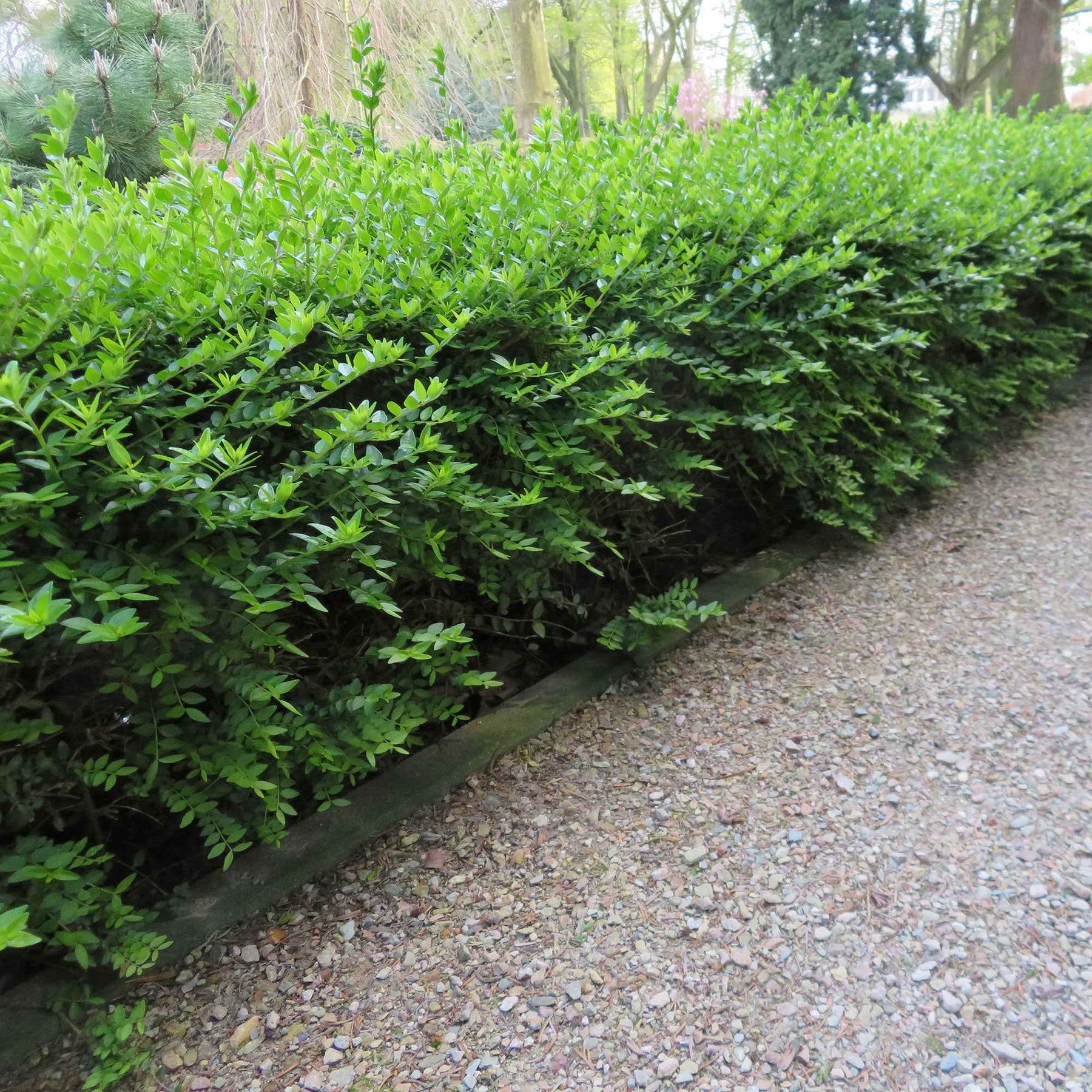 Heckenkirsche Maigrün - Willemse