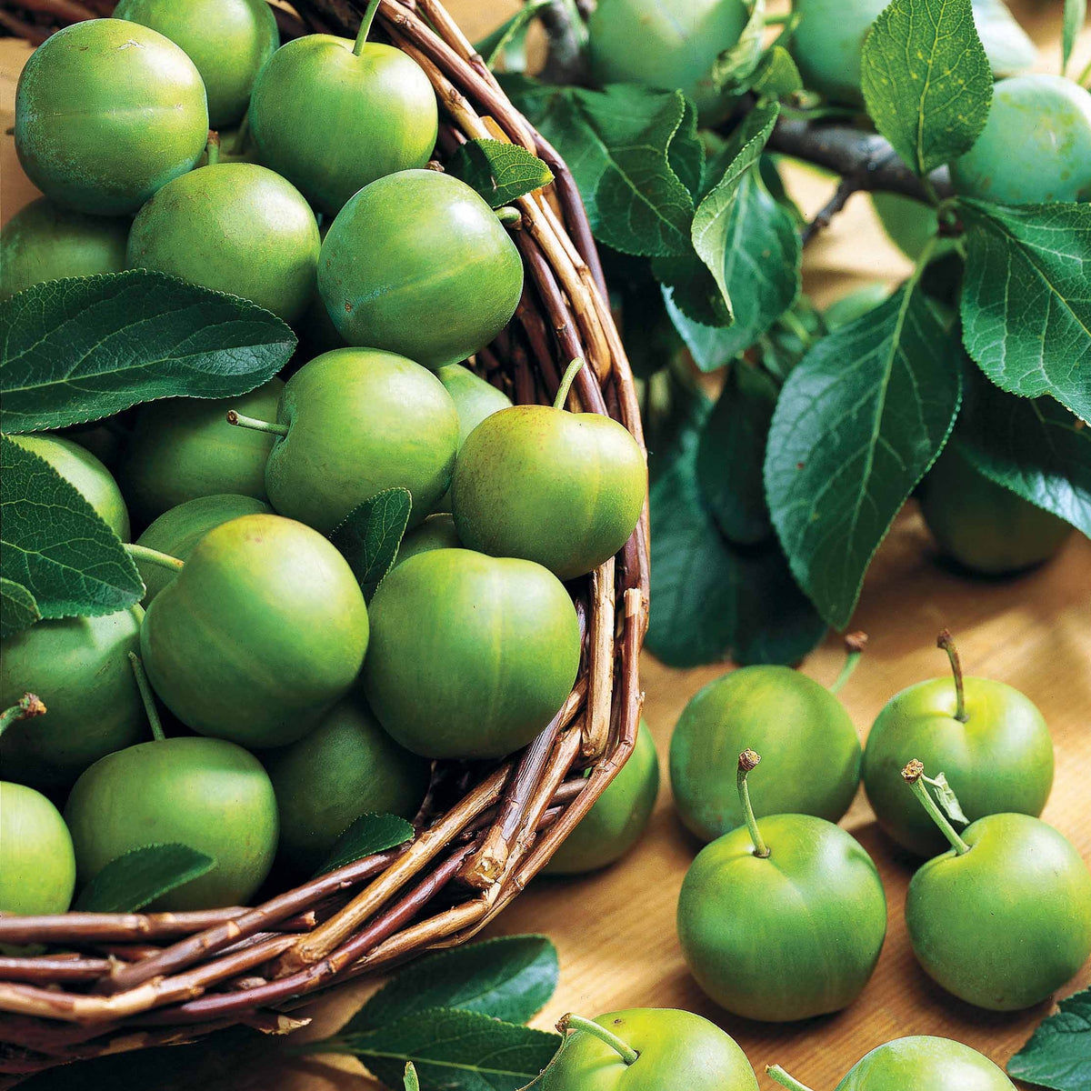 Pflaumenbaum 'Reine Claude Verte' - Willemse