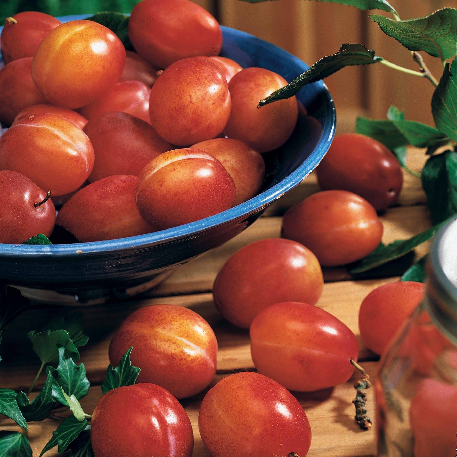 Verkauf Pflaumenbaum ‘Victoria‘ - Prunus domestica Reine Victoria