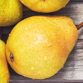 Verkauf Birnenbaum 'Williams'