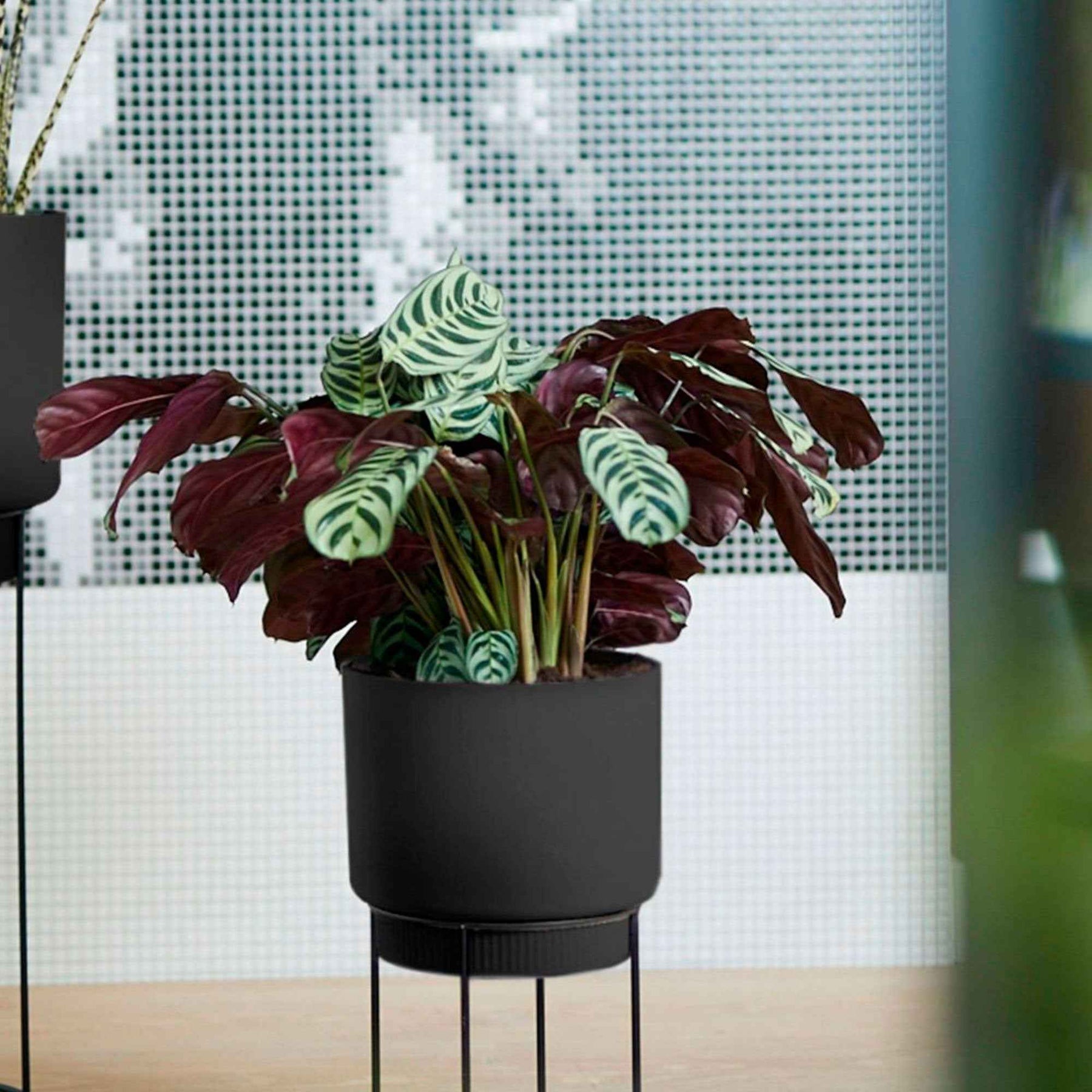 Korbmarante - Willemse