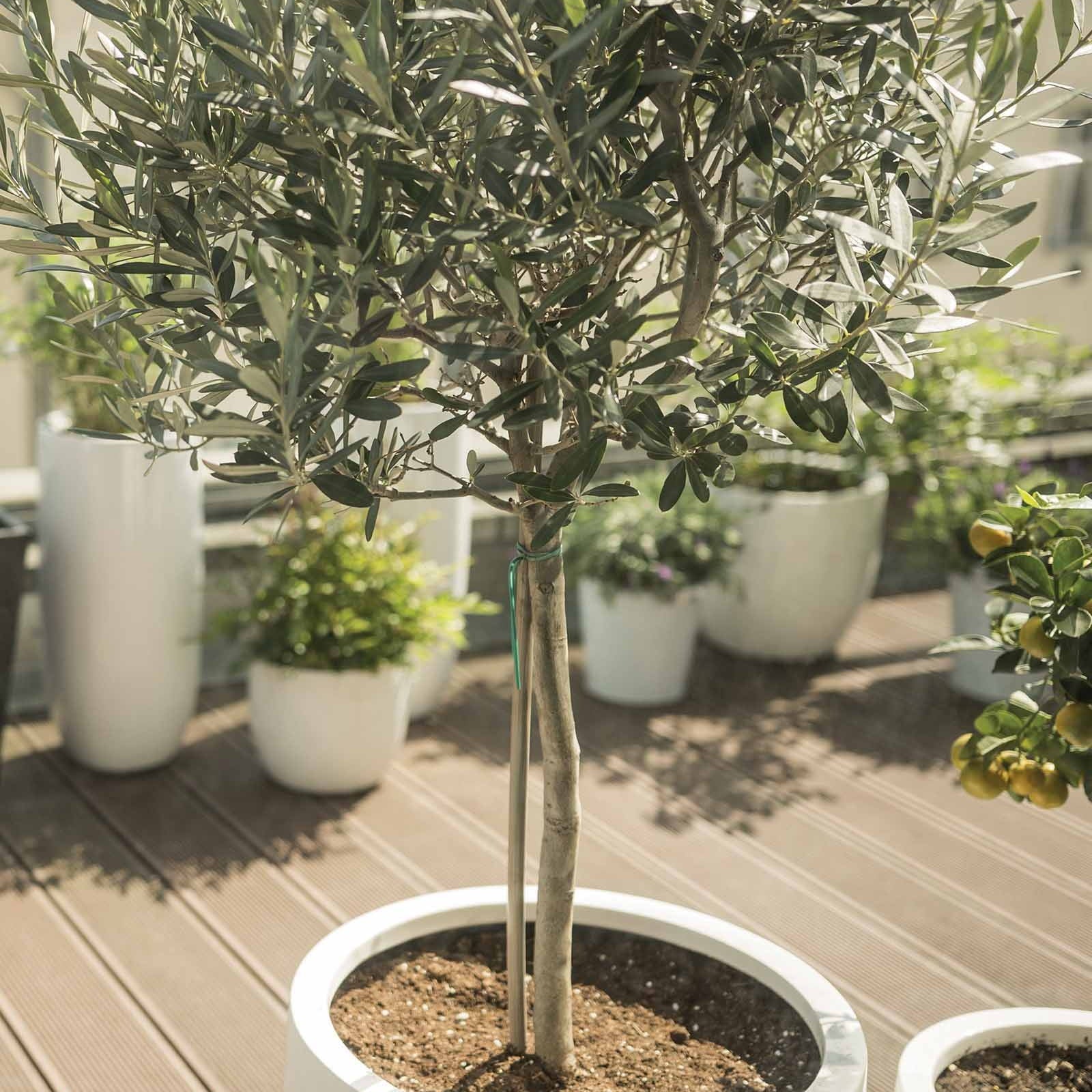 Olivenbaum auf Stamm - Willemse