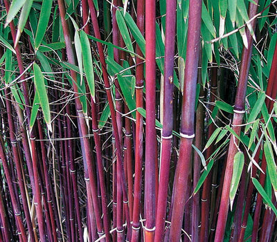 Terrassenpflanzen mit dauerhaftem Laub