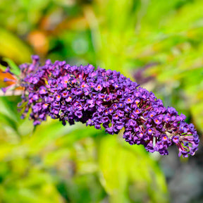 Schmetterlingsflieder - Buddleja davidii Empire Blue - Willemse