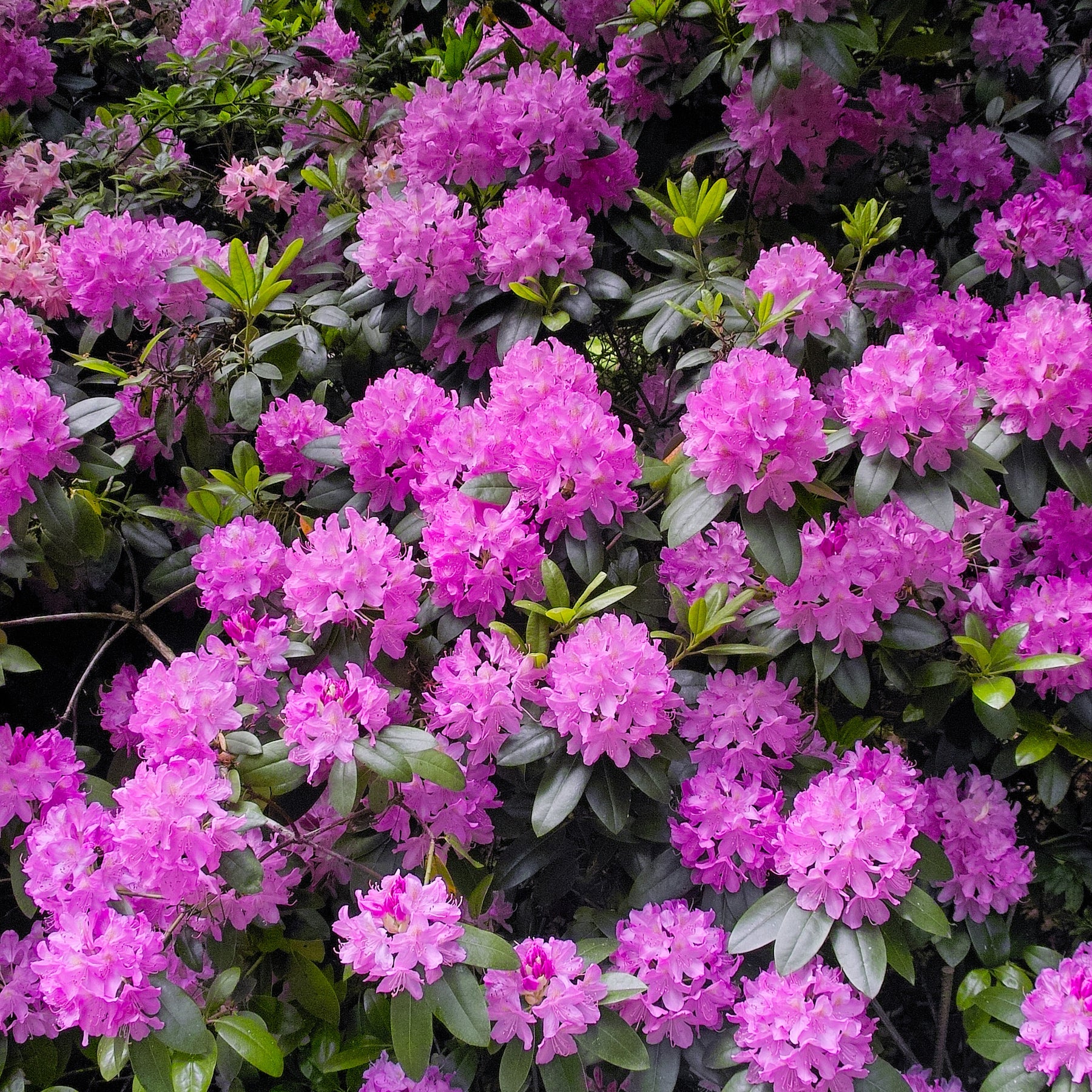 Alpenrose 'Roseum Elegans' - Rhododendron roseum Elegans - Willemse