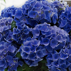 Bauernhortensie 'Blue Boogie Woogie'