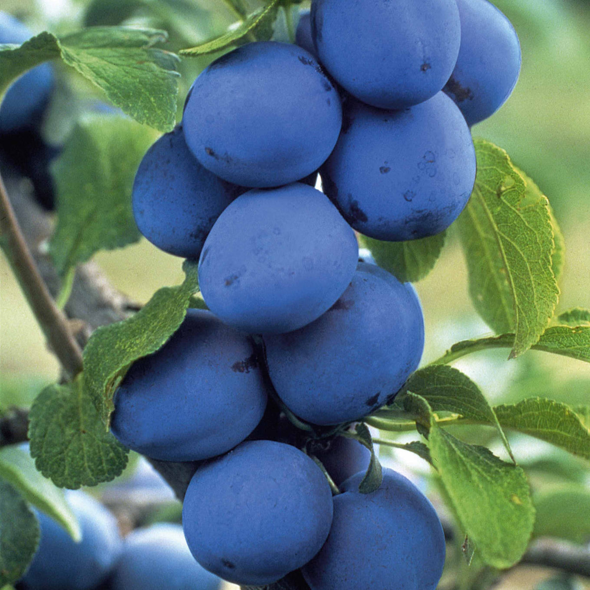 Pflaumenbau 'Opal' - Prunus domestica opal - Obstbäume