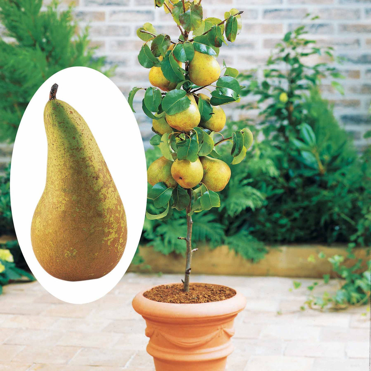 Birnbaum 'Conference' - Pyrus communis conférence - Obstbäume