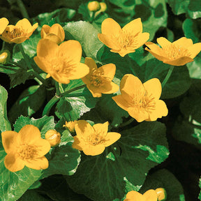 Verkauf Sumpfdotterblume - Wasser-Ringelblume - Caltha palustris