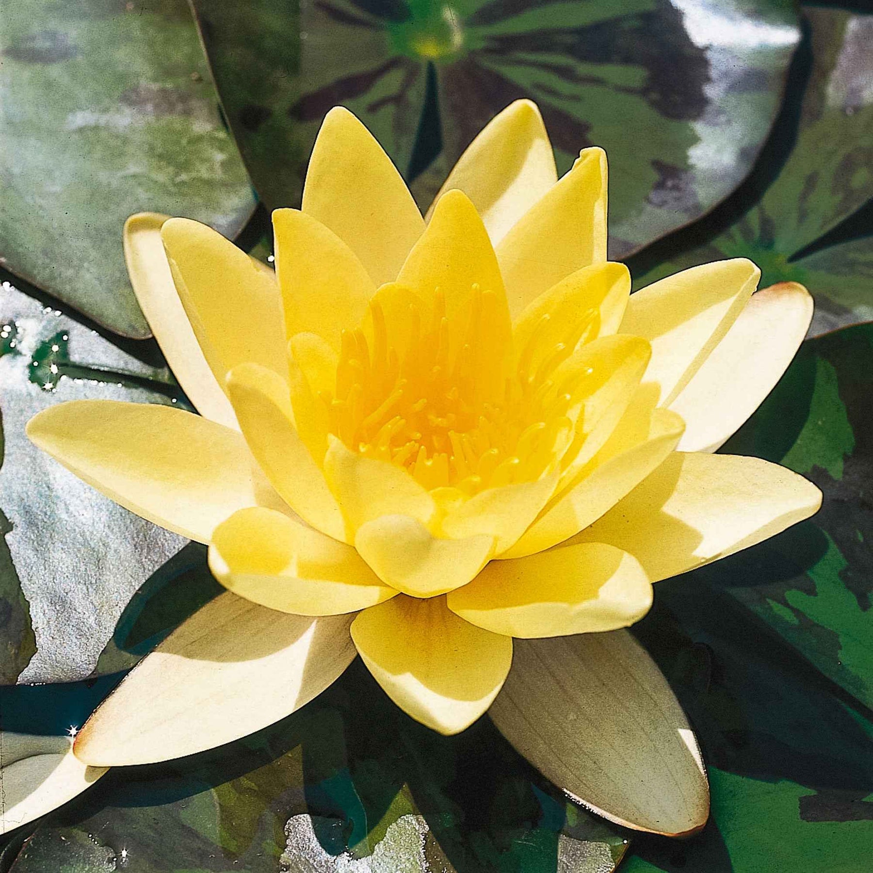 Seerose 'Marliacea Chromatella' - Nymphaea marliacea chromatella - Willemse