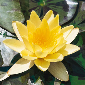 Seerose 'Marliacea Chromatella' - Nymphaea marliacea chromatella - Willemse