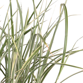 Miscanthus sinensis variegatus - Chinagras Miscanthus 'Variegatus' - Miscanthus