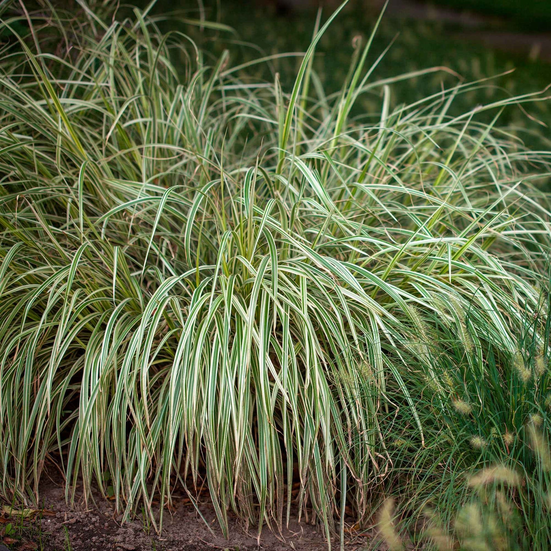 Segge 'Variegata' - Willemse